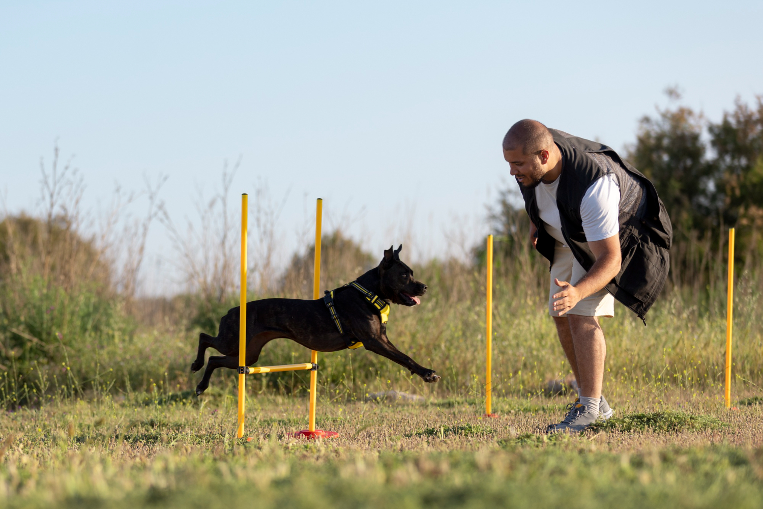 Misrepresenting A Pet As A Service Animal