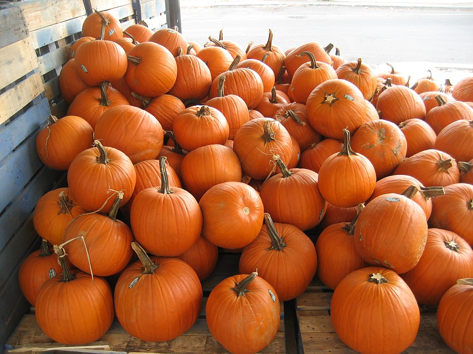 Over 7,000 Pumpkins Light Up the Night