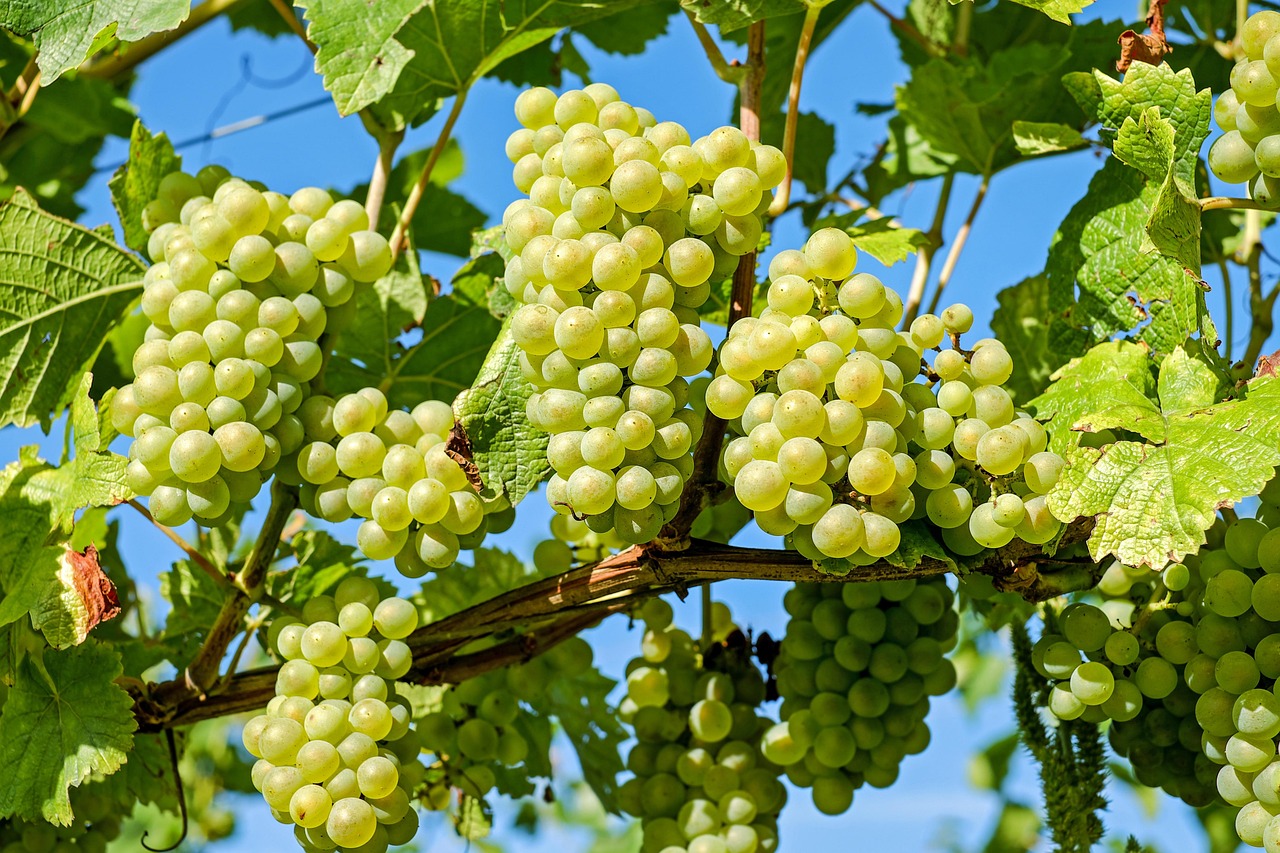 Twelve Grapes at Midnight