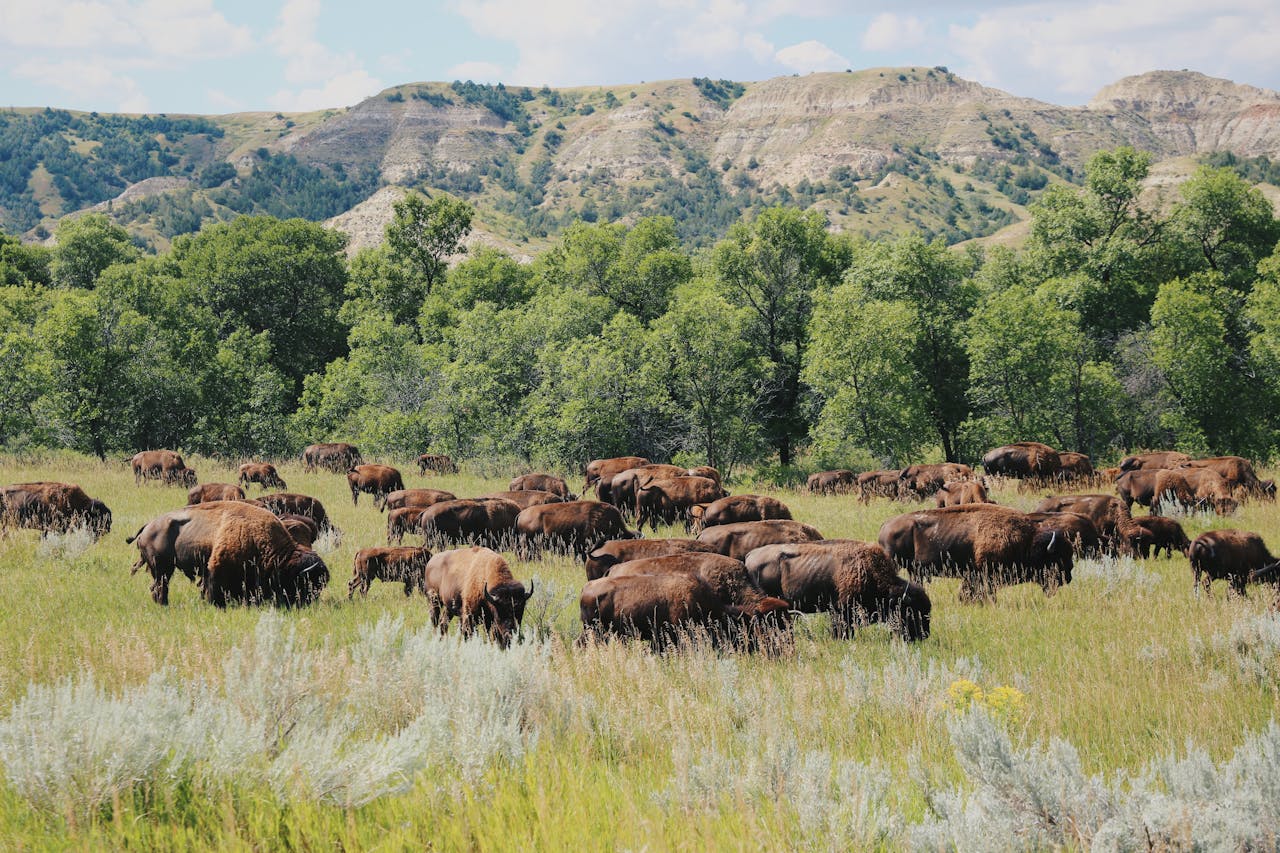 Custer State Park Buffalo Roundup, South Dakota