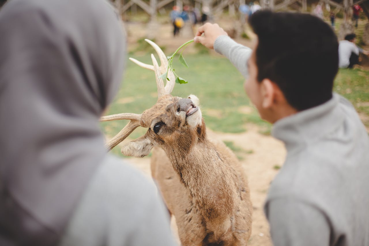 Feeding Wildlife In Residential Areas