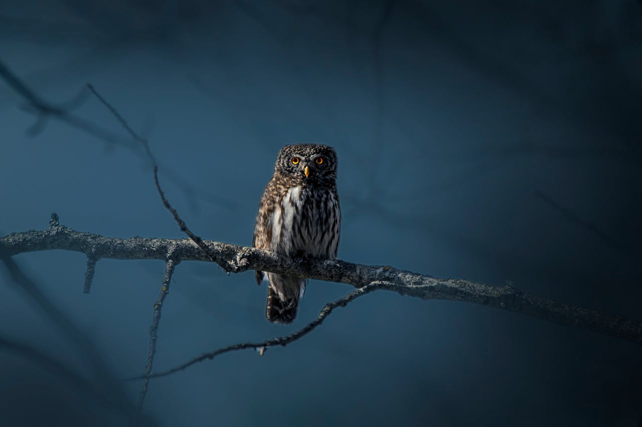 Wildlife, Water, And Night Sound
