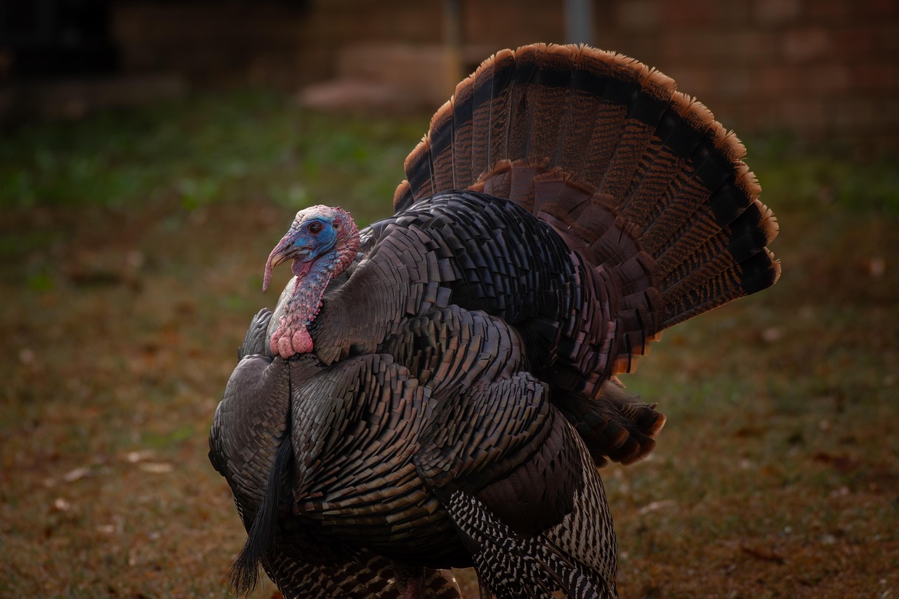 Lincoln’s Turkey Pardon