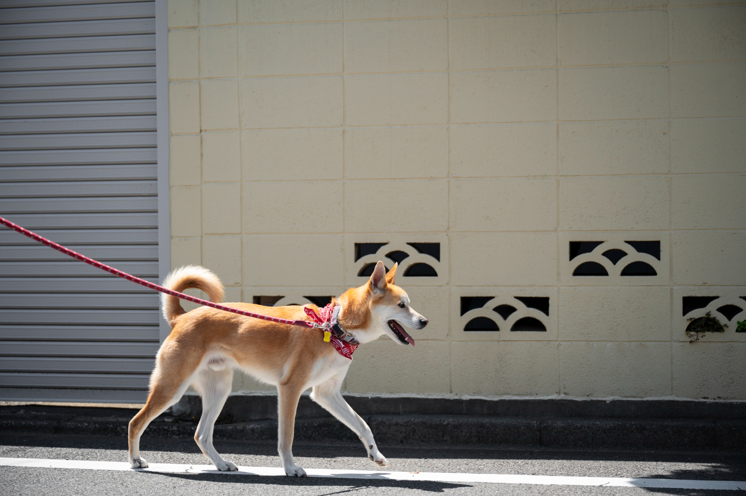 Ignoring Leash And Control Laws