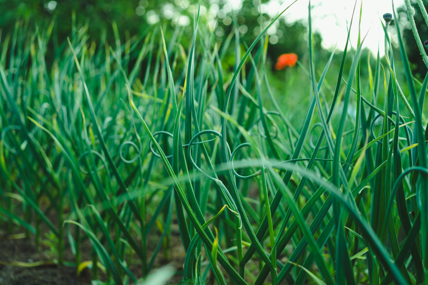 Letting Grass And Weeds Get Too Tall