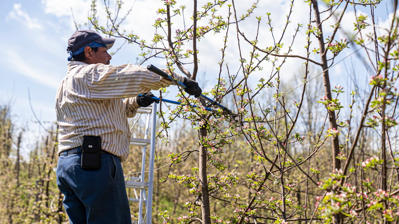 Trimming Or Removing Street Trees