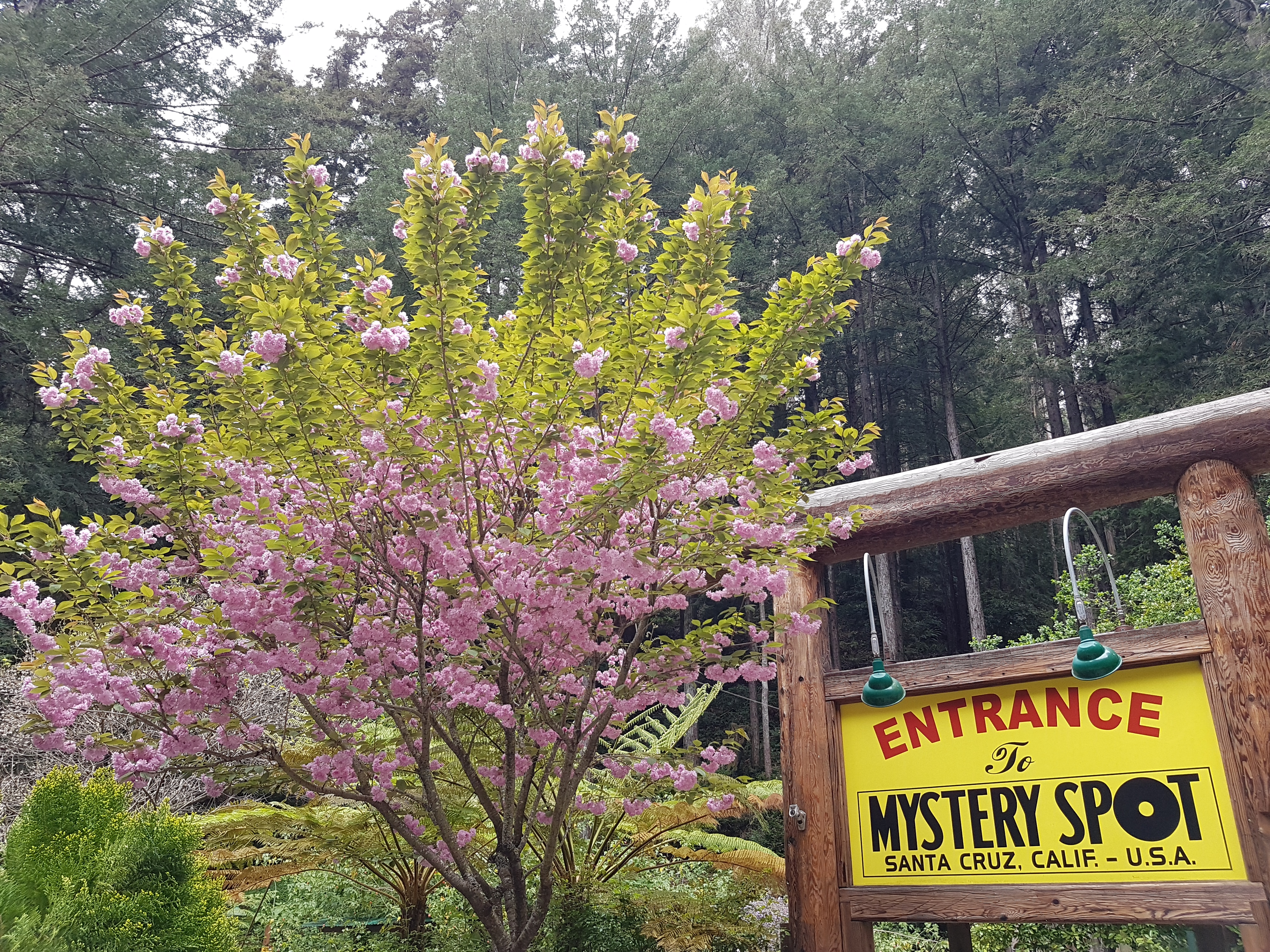 The Mystery Spot, Santa Cruz, California