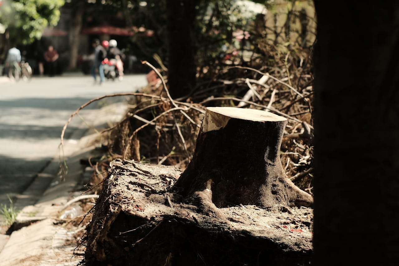 Pruning Or Removing Street Trees Without A Permit