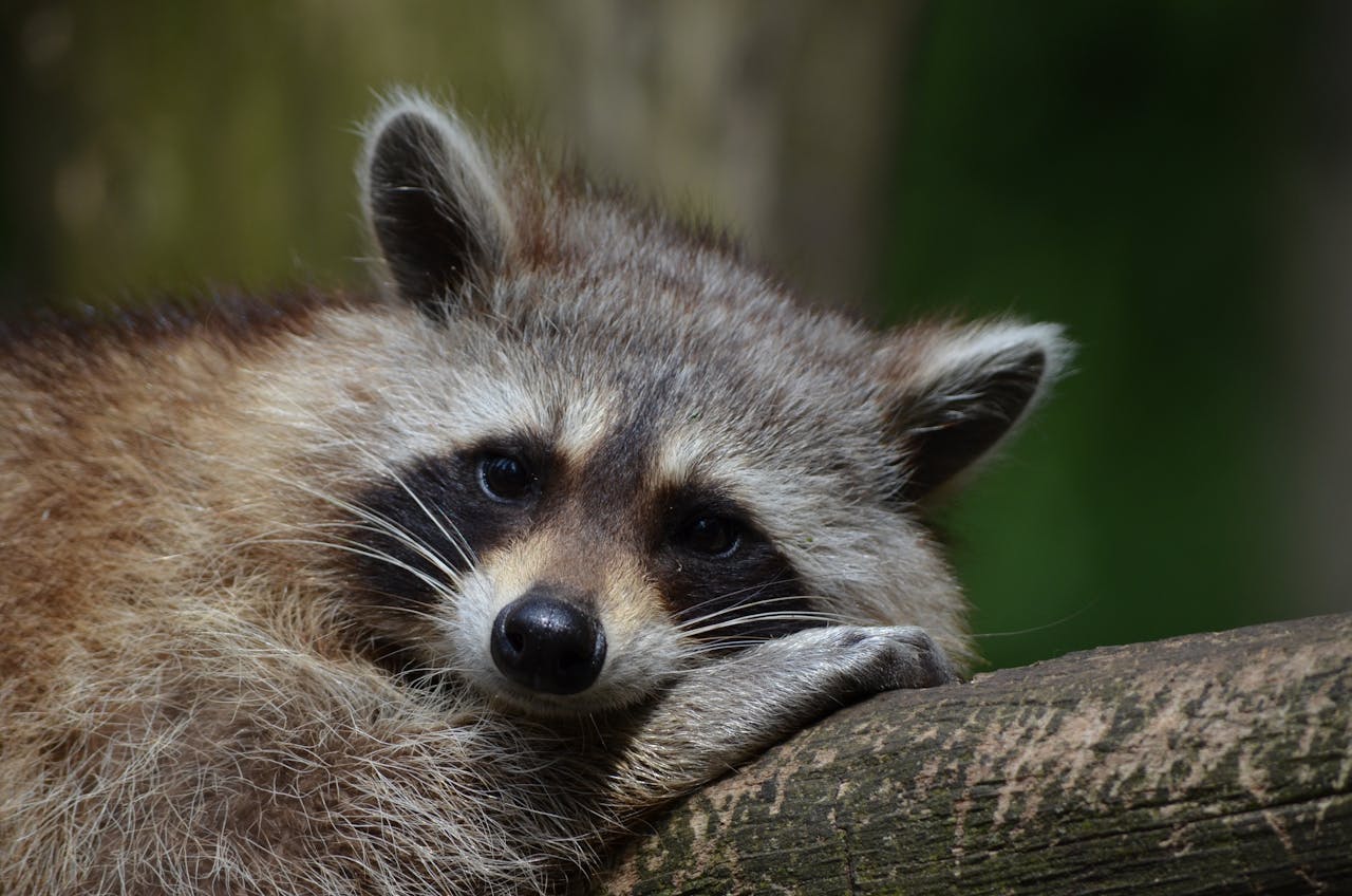 Raccoon: Off the Menu