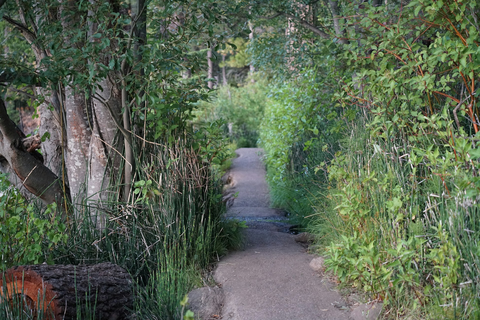 Blocking Sidewalks With Cars, Bins, Or Hedges