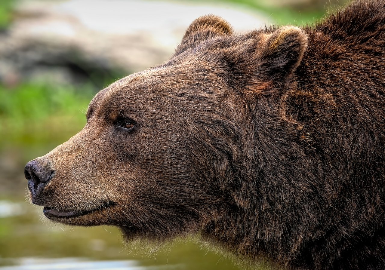 Alabama Outlaws Bear Wrestling