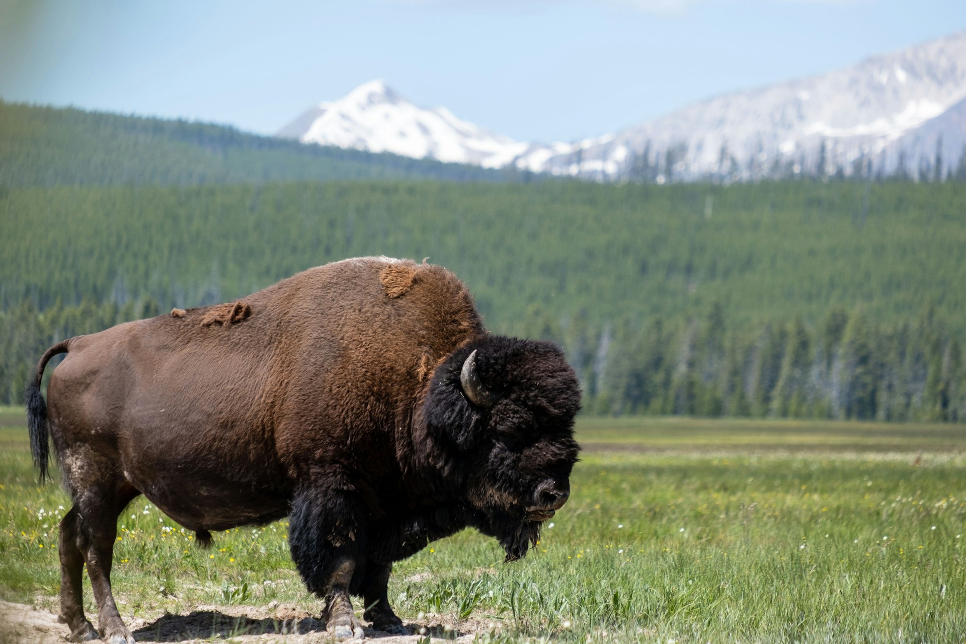 Bison