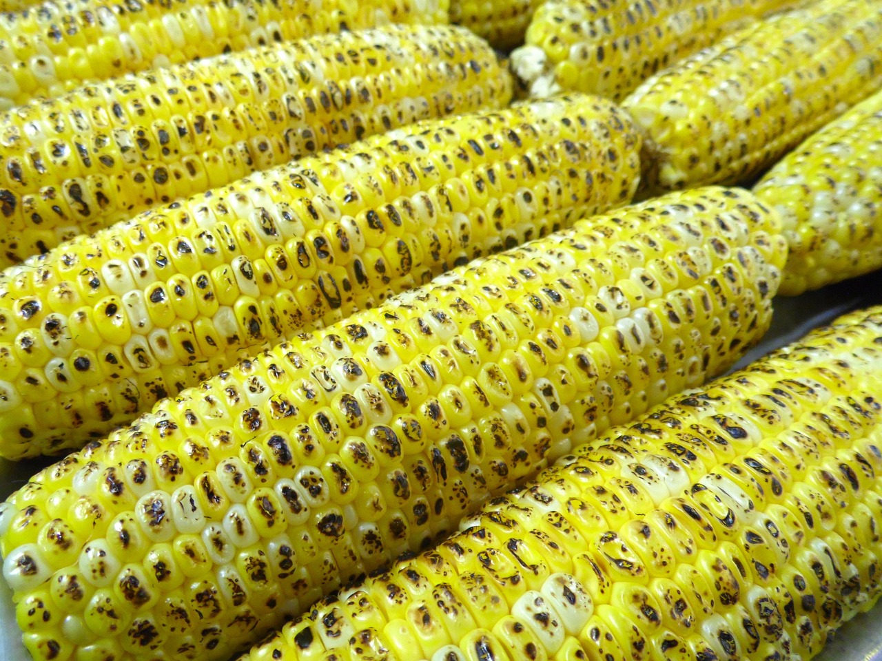 Maize