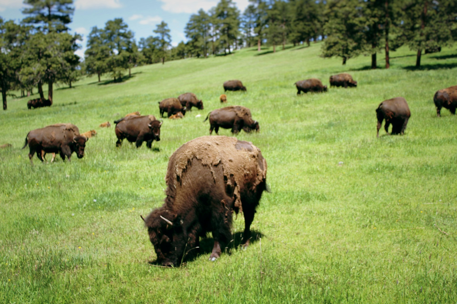 Bison herd