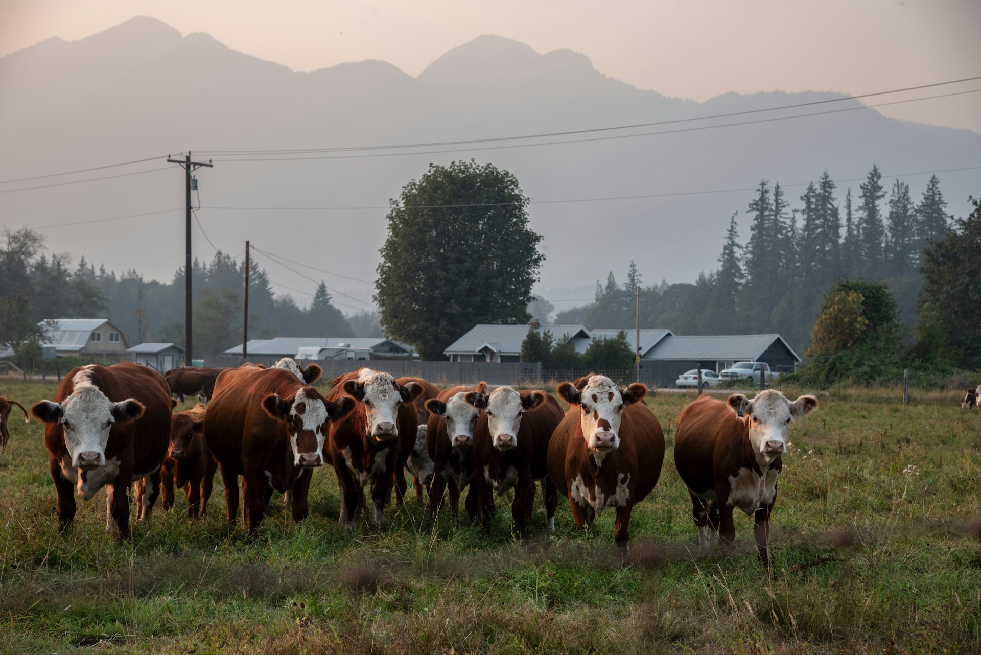 Darrington