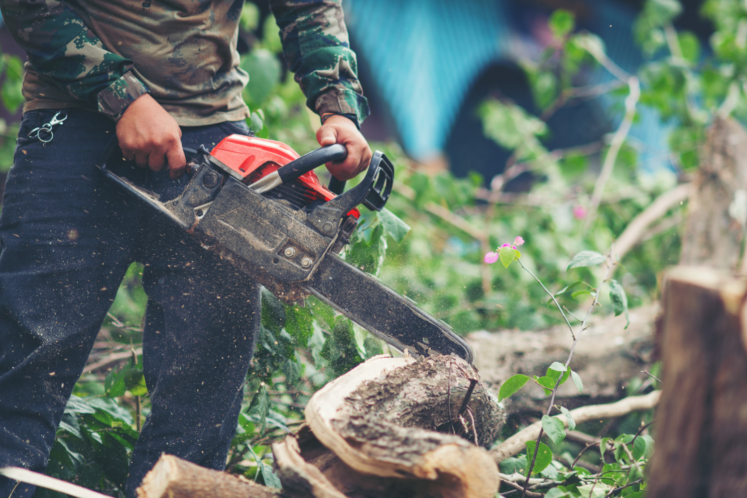 Damaging Protected Trees And Plants
