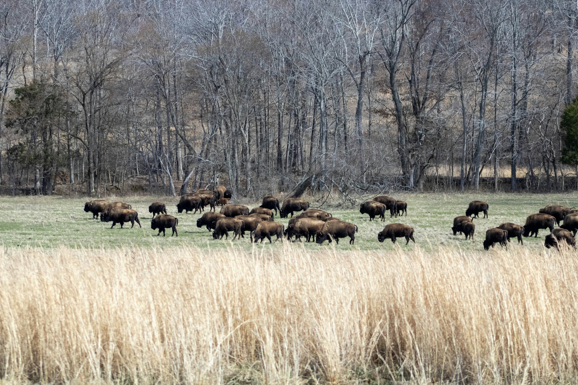 Bison