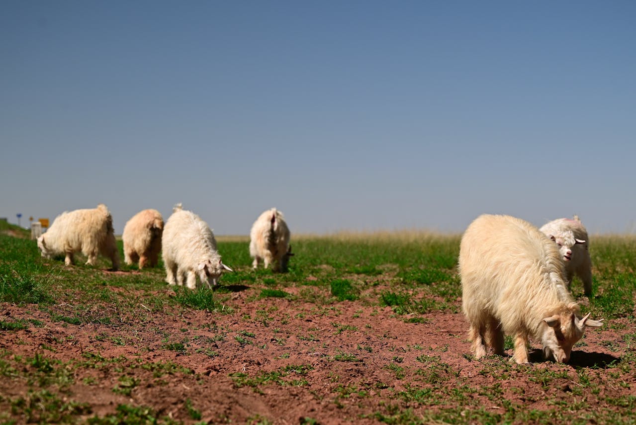 Farm