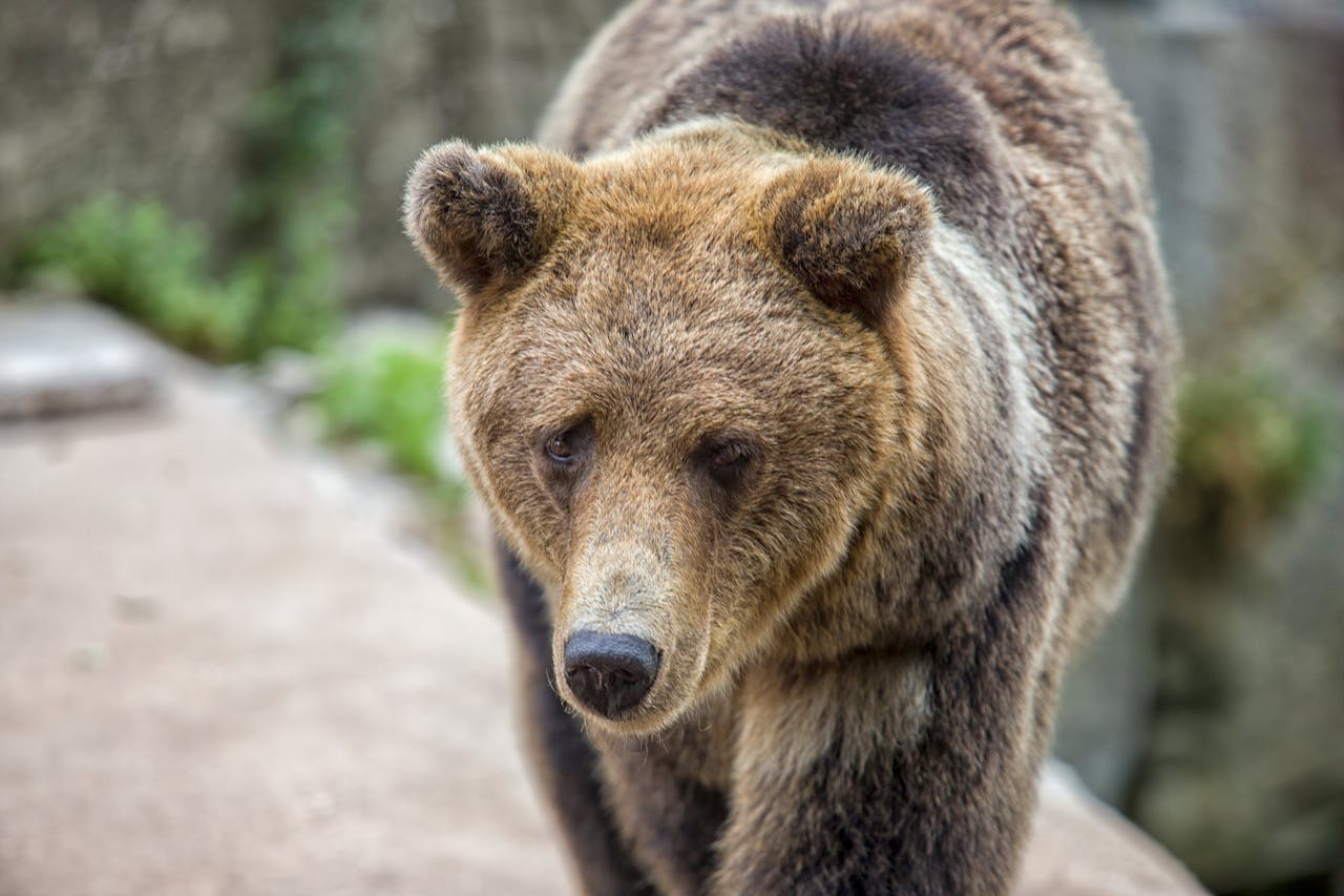 bear