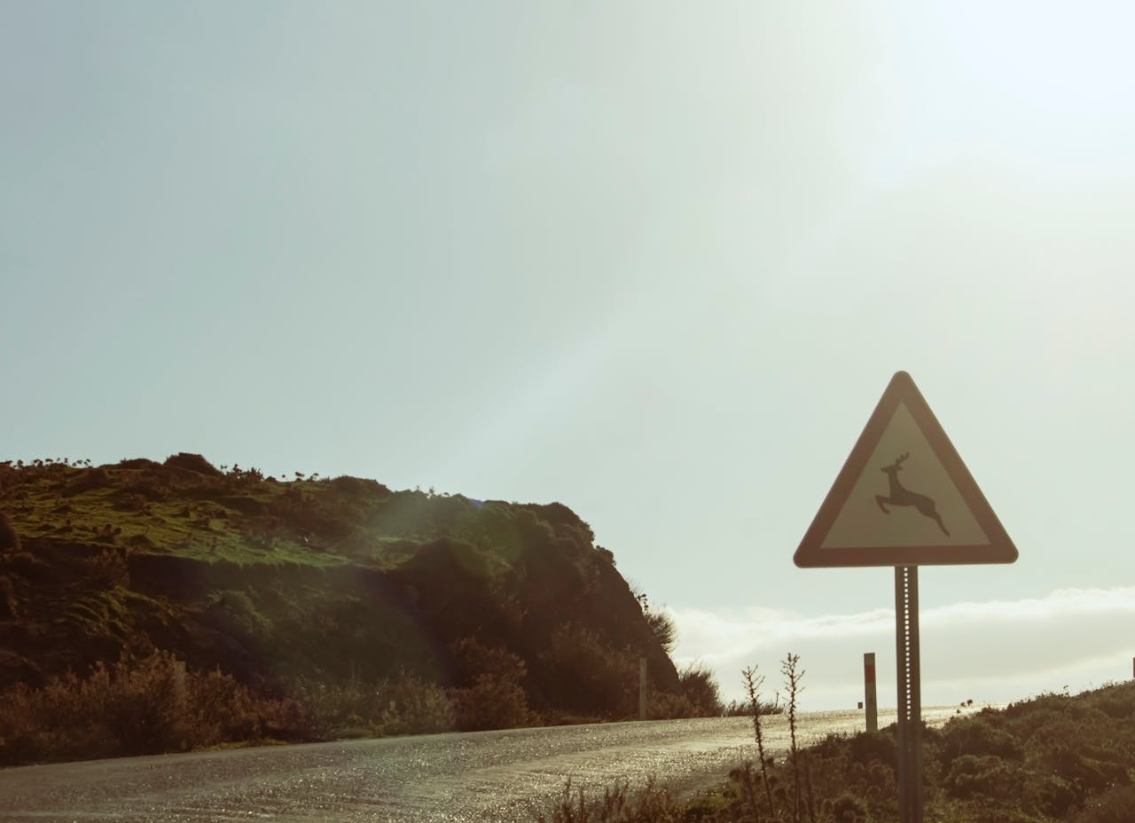 deer Crossing
