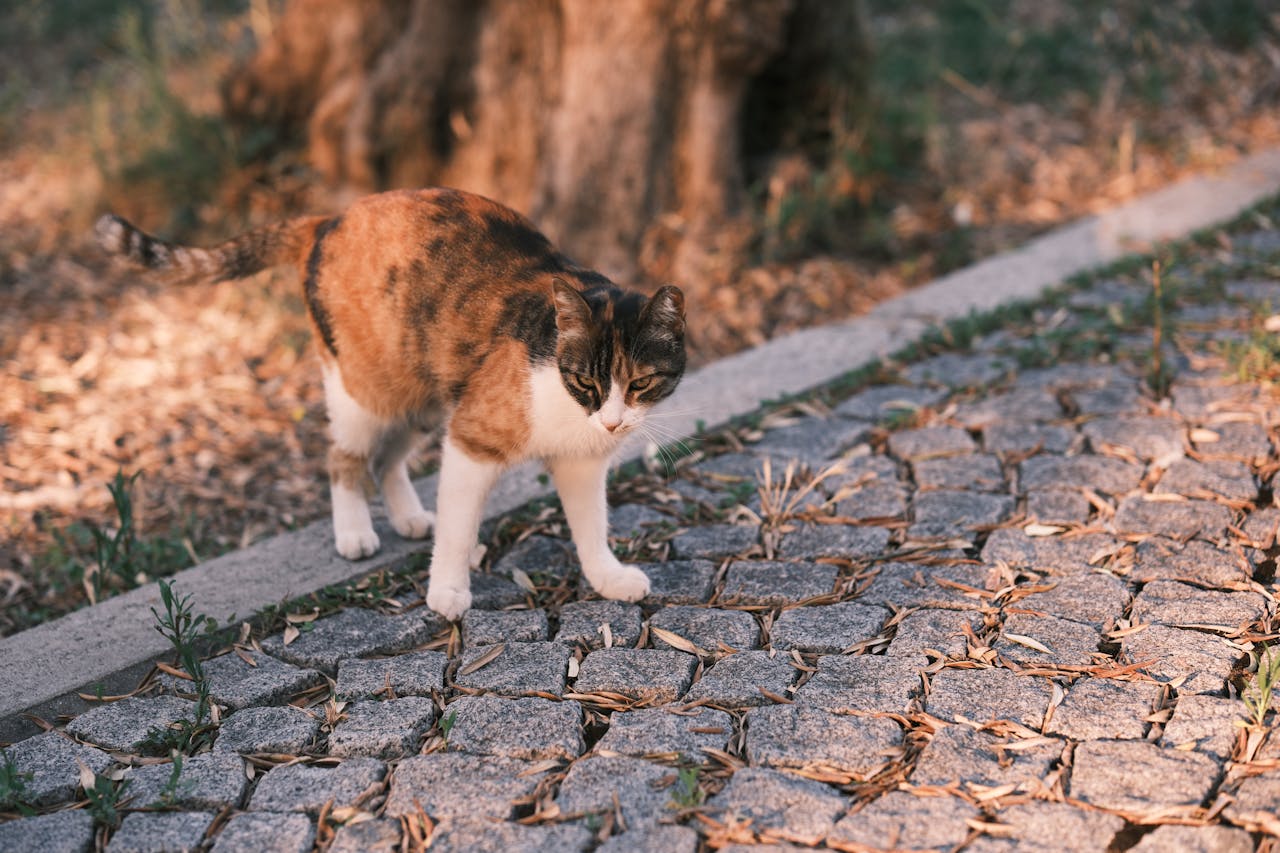 cat