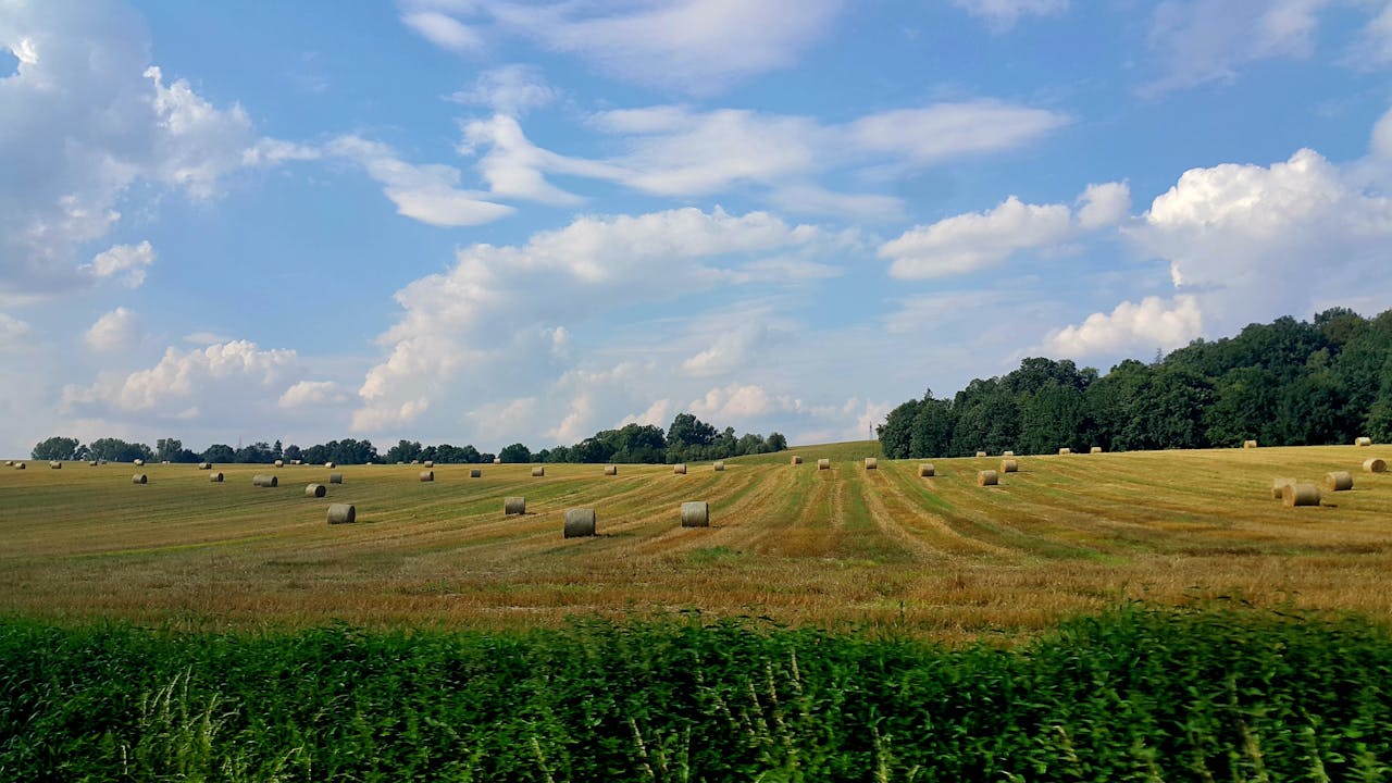 Field