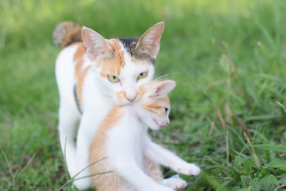The female cat mother brings her baby to a new safe place in the Surabaya Nature Reserve, Indonesia, mother cat carrying her cub