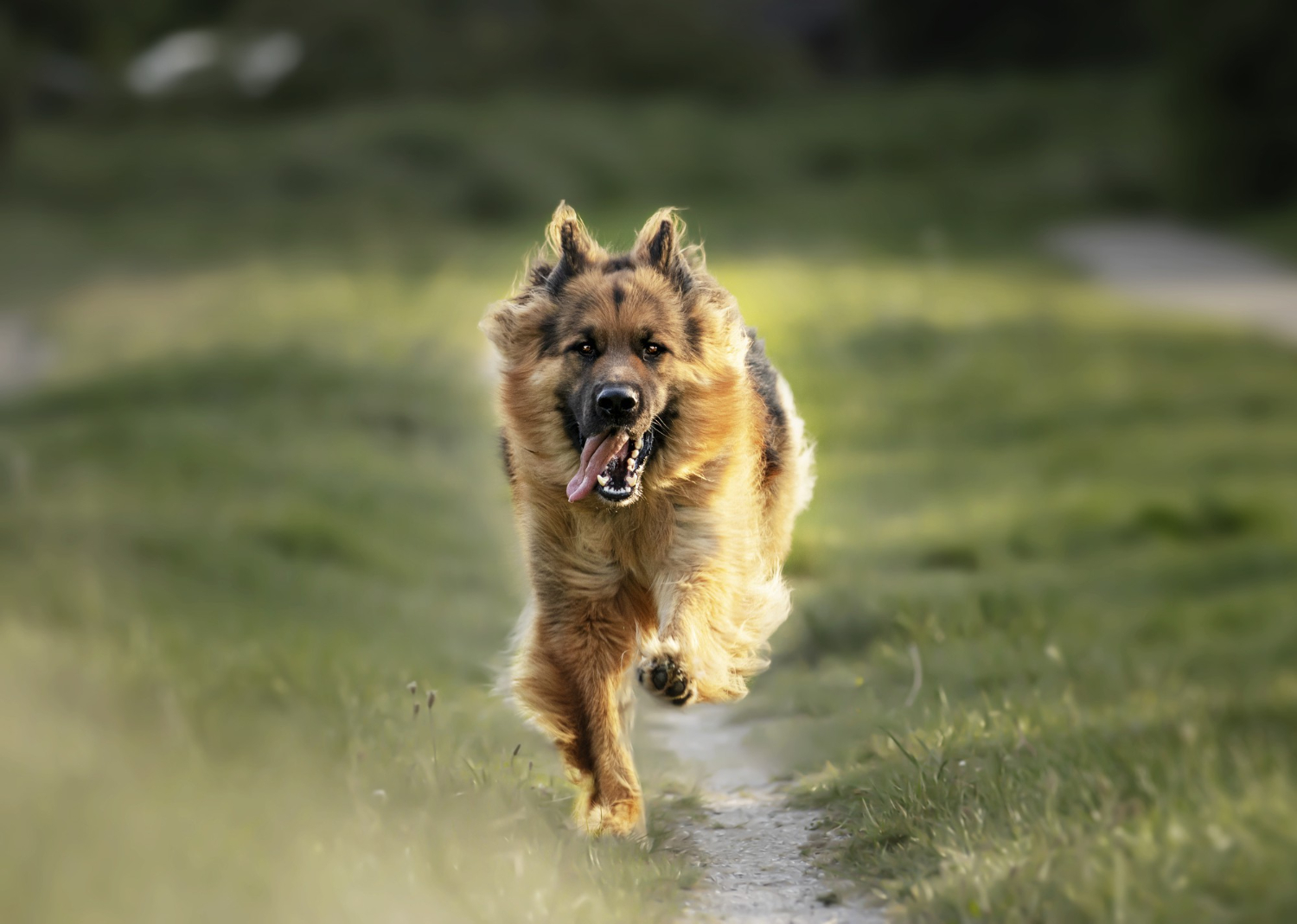 Allowing Chronic Barking Or Nuisance Acts