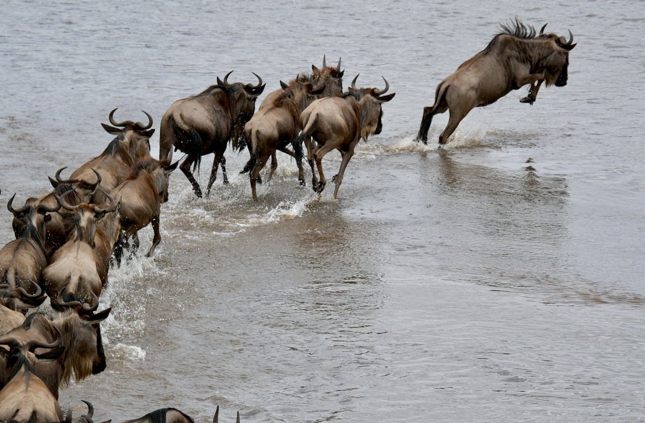 Great Wildebeest Migration In East Africa
