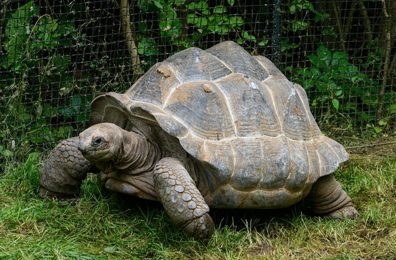 What Her Life Says About Galápagos Tortoises