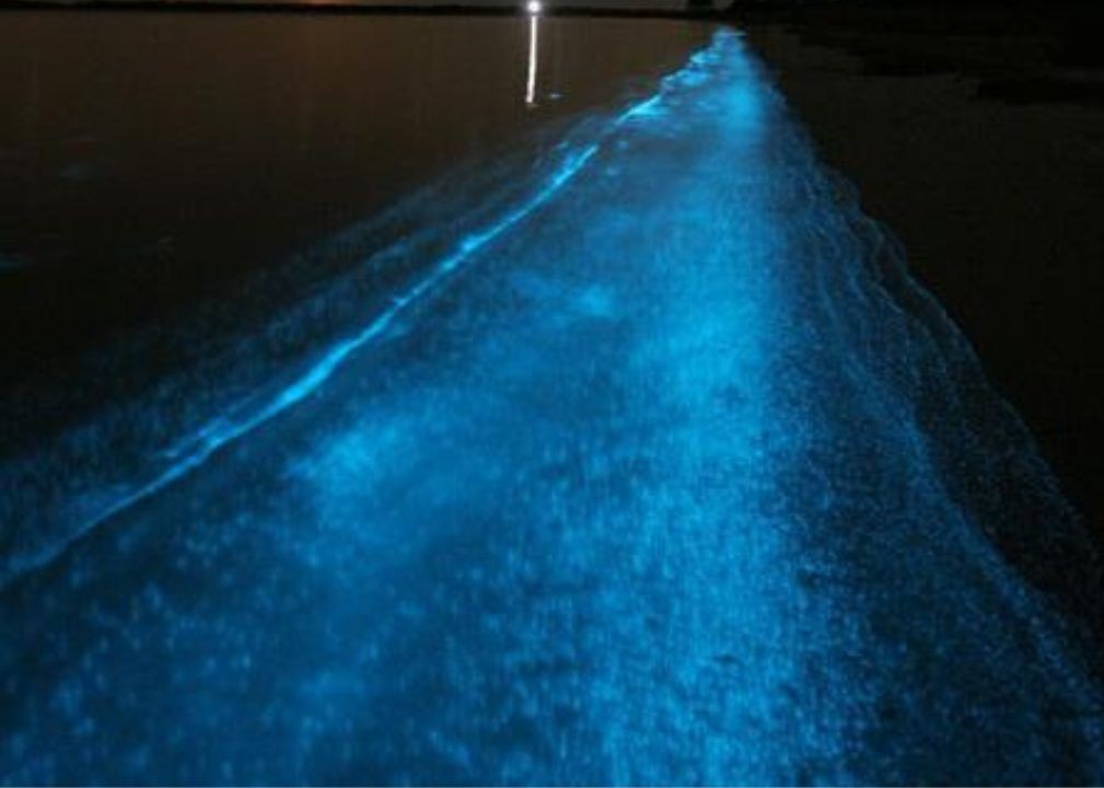 Toyama Bay’s Firefly Squid, Japan