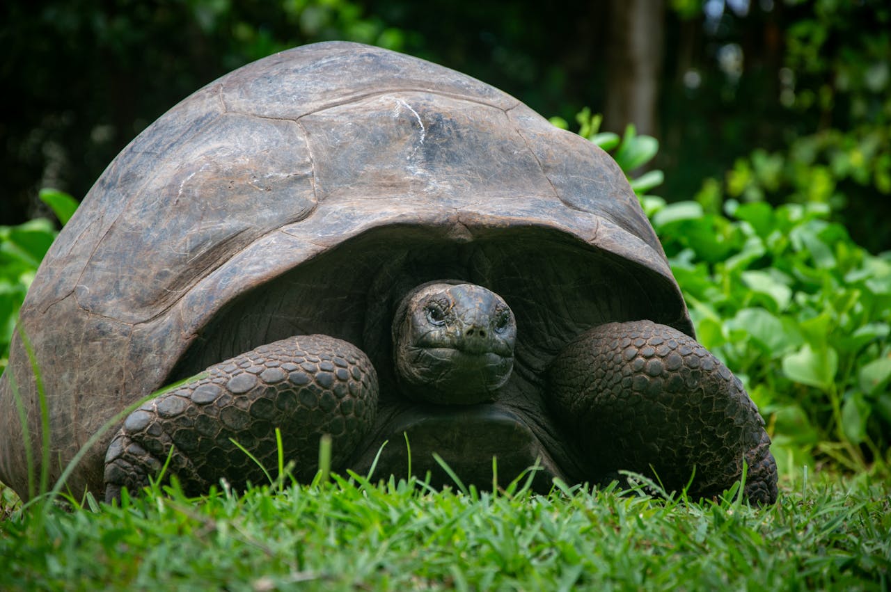 A Century Of Change Around One Shell