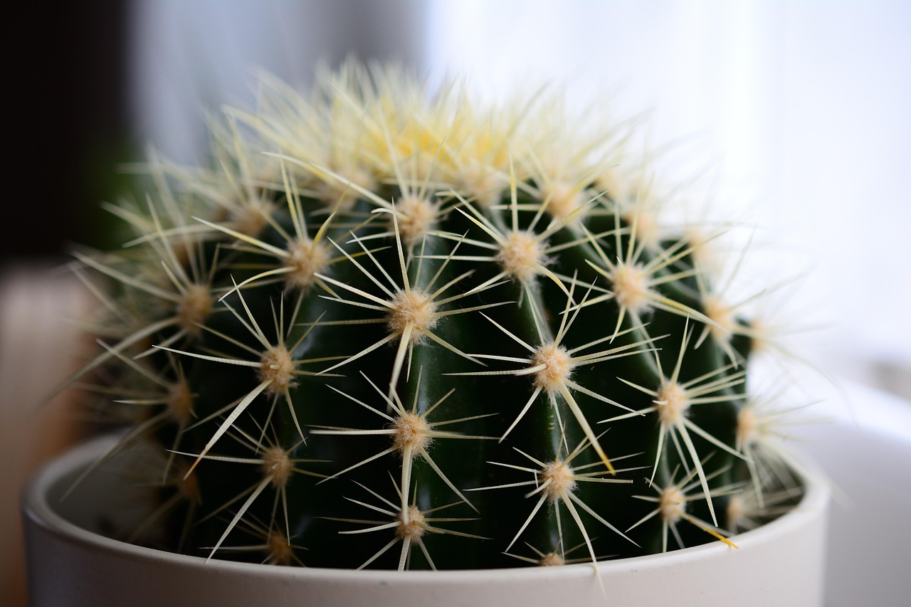 Cactus