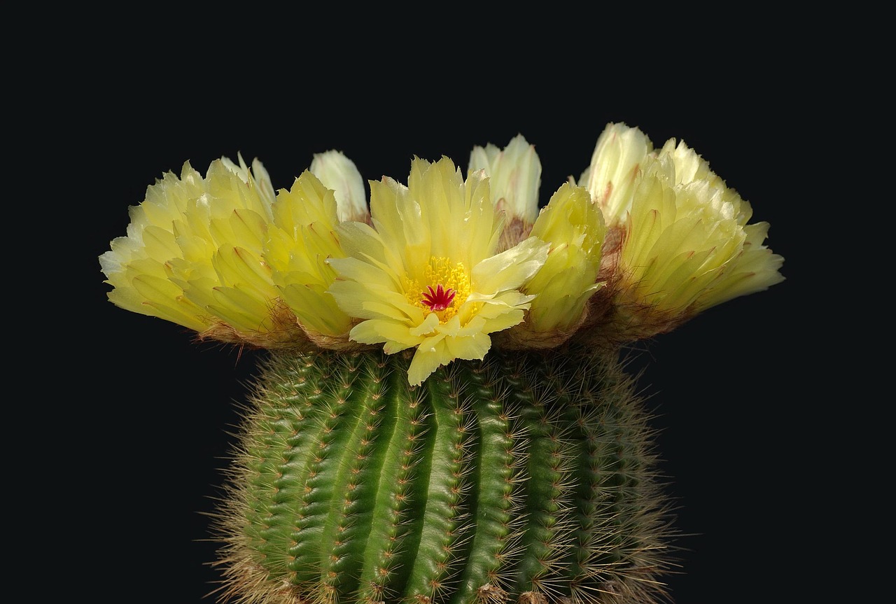 cactus