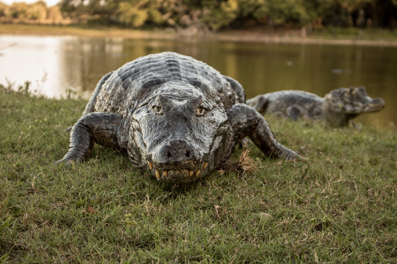American alligator