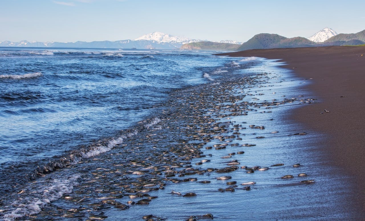 Discolored Water And Sudden Fish Deaths